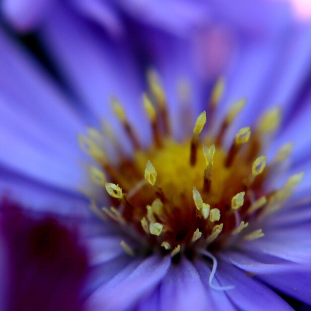 Close-up of fresh flower head