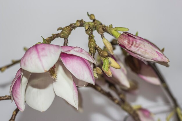 Close-up of fresh flower tree