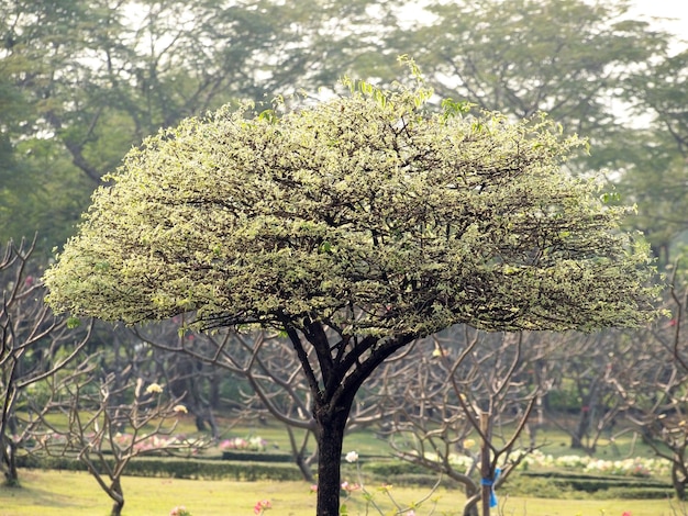 Foto close-up di alberi a fiori freschi nel parco