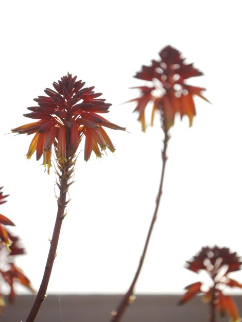 Foto close-up di fiori freschi contro un cielo limpido