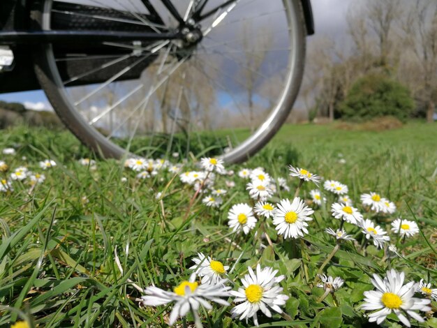 Close-up of fresh flowers blooming in field