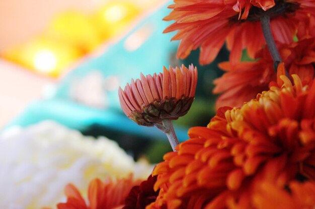 Close-up of fresh flowers blooming in garden