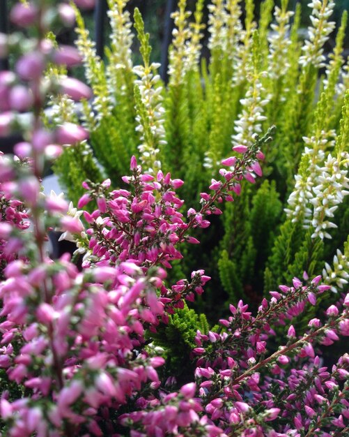 Photo close-up of fresh flowers blooming in garden