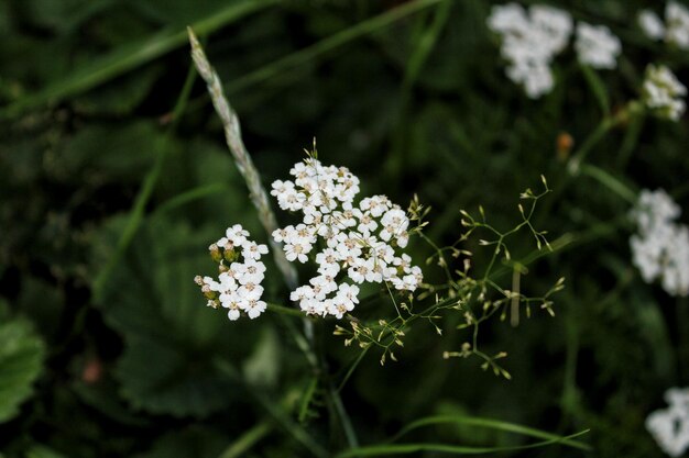 Photo close-up of fresh flowers blooming outdoors