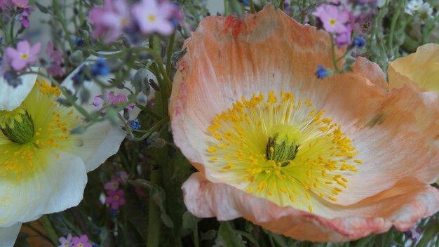 Photo close-up of fresh flowers blooming outdoors