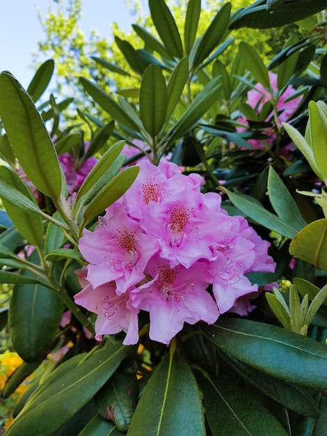 昼間に庭で育つ生花のクローズアップ