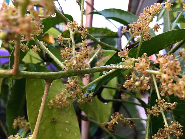 Close-up of fresh flowers on tree