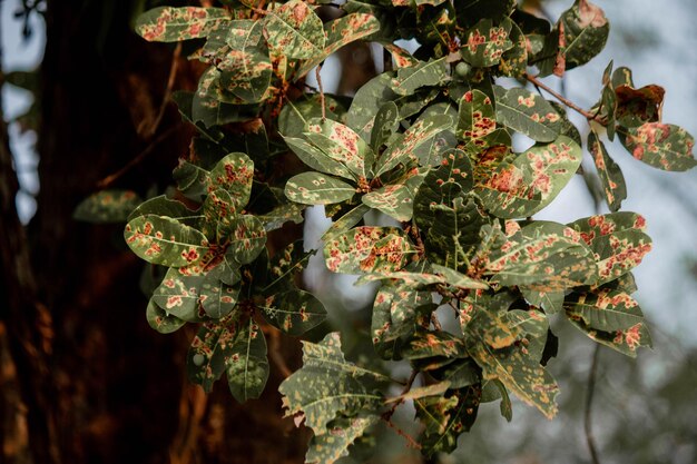 Close-up of fresh flowers on tree