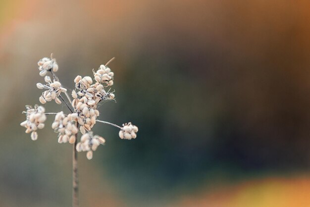 Photo close-up of fresh flowers on tree