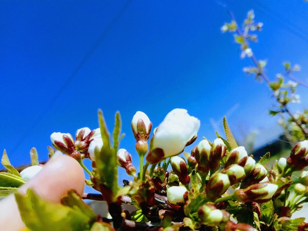 Close-up of fresh flowers