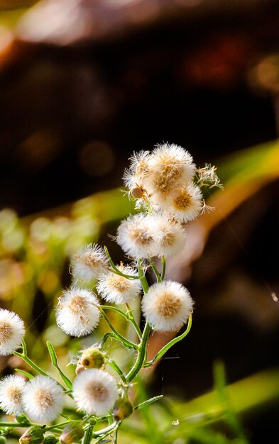 Close-up of fresh flowers