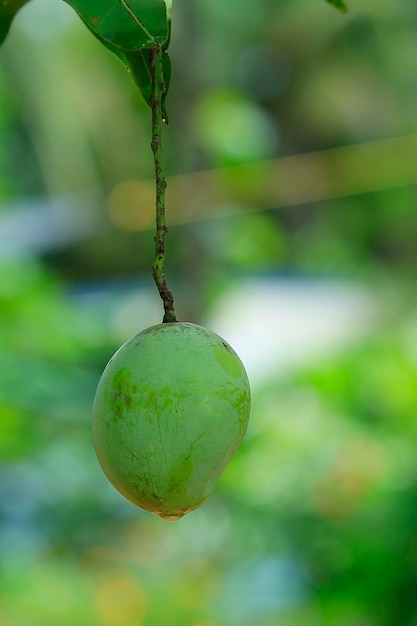 Close-up of fresh fruit hanging on plant