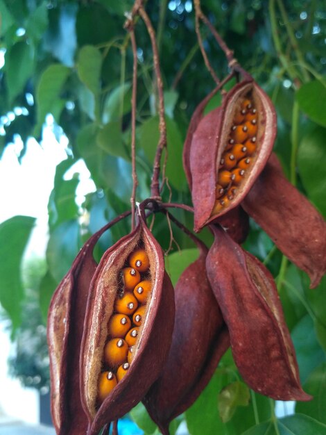 Close-up of fresh fruits hanging on tree