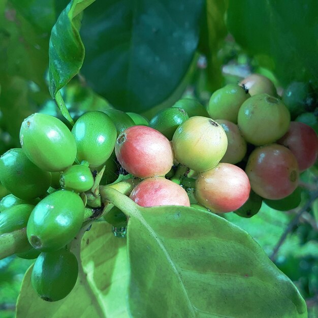 Close-up of fresh fruits on tree