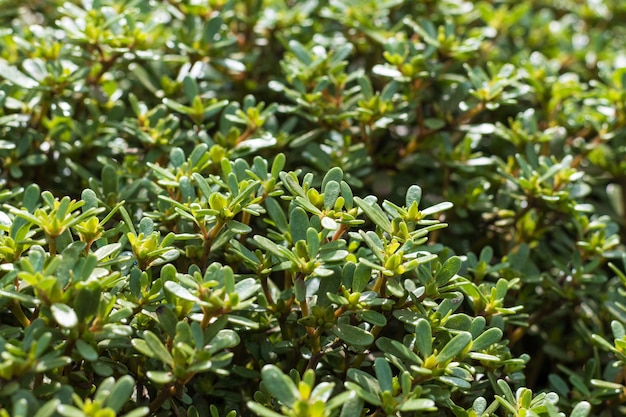 Close up of fresh grass, early morning background.