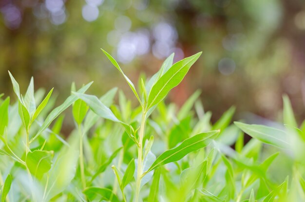 新鮮な草、早朝の背景のクローズアップ。