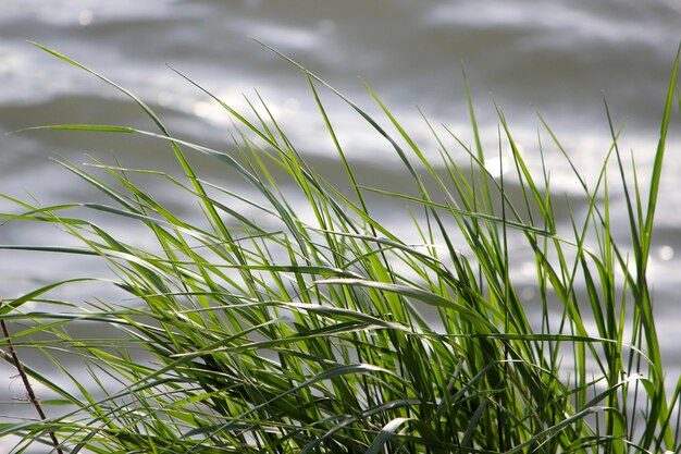 Close-up of fresh grass in field