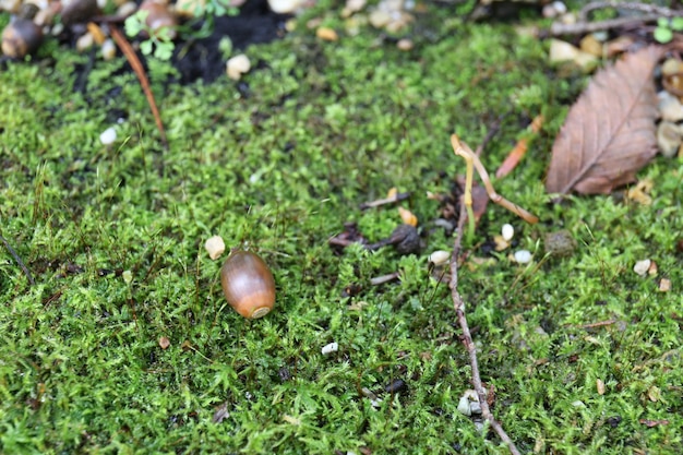 Photo close-up of fresh grass in field