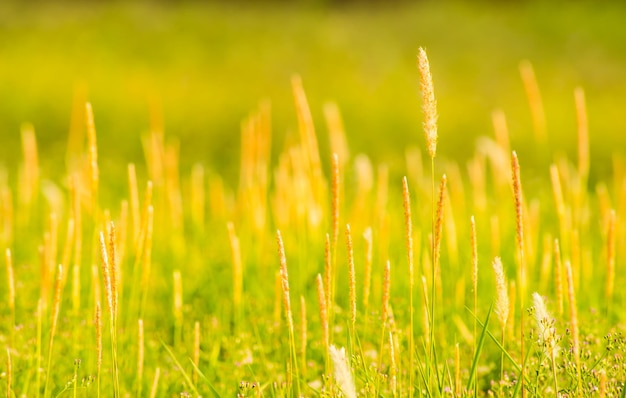 Photo close-up of fresh grass in field