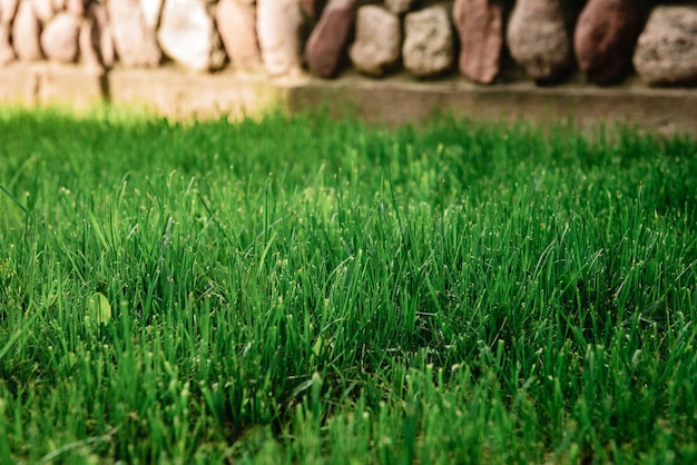 Close up of fresh grass near stone fence