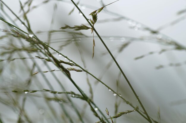 Close-up of fresh grass