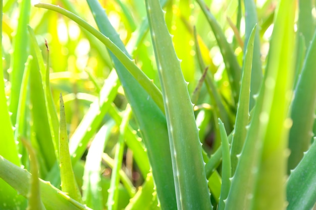 ハーブ園で新鮮な緑のアロエベラの植物を閉じます