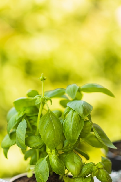 Close-up of fresh green basil leaves