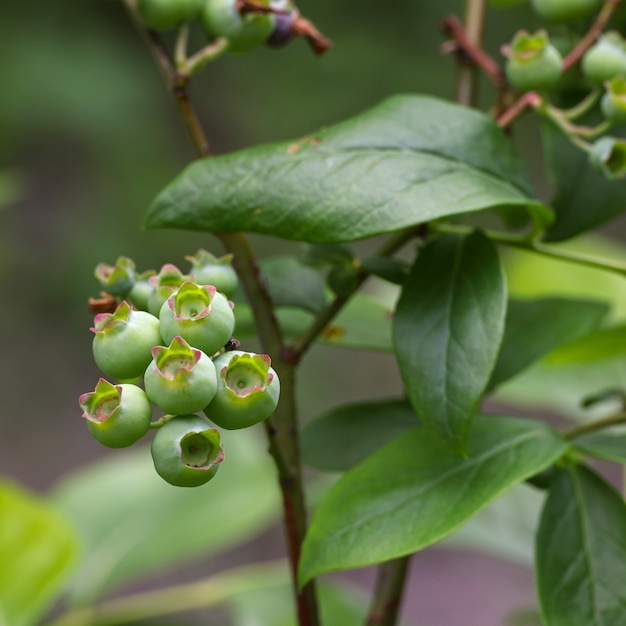 Close up fresh green blueberry berries growing in fruit garden, low angle view