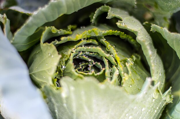 Photo close-up of fresh green cabbage leaves