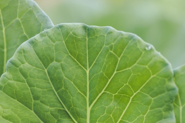 Close-up of fresh green cabbage in the vegetable garden