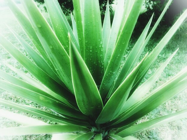 Close-up of fresh green cactus plant