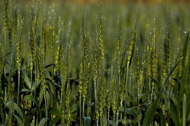 Close-up of fresh green crops in field