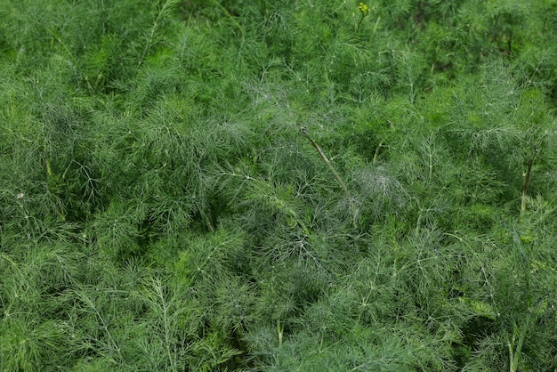 close up fresh green dill or fennel growing on herb and spice garden