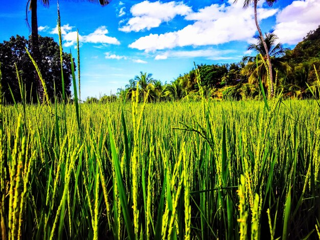 Close-up of fresh green field against sky