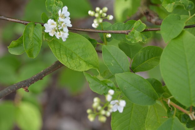 Close-up of fresh green flower buds on branch