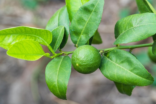 Foto close-up di frutti verdi freschi sull'albero