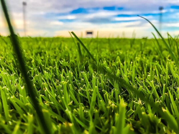 Photo close-up of fresh green grass in field against sky