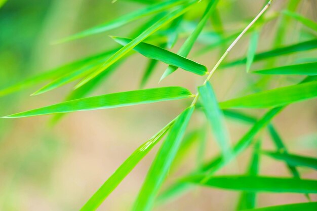 野原 の 新鮮 な 緑 の 草 の クローズアップ