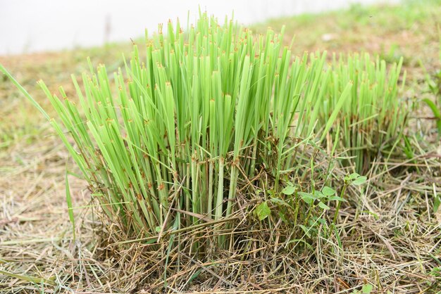 Photo close-up of fresh green grass in field