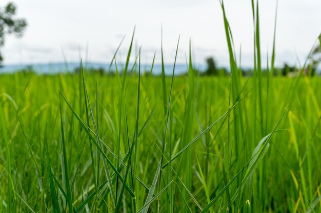 フィールドの新鮮な緑の草のクローズアップ