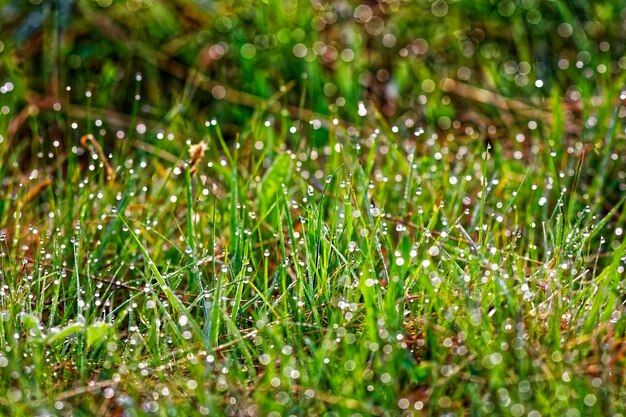 Foto prossimo piano dell'erba verde fresca nel campo