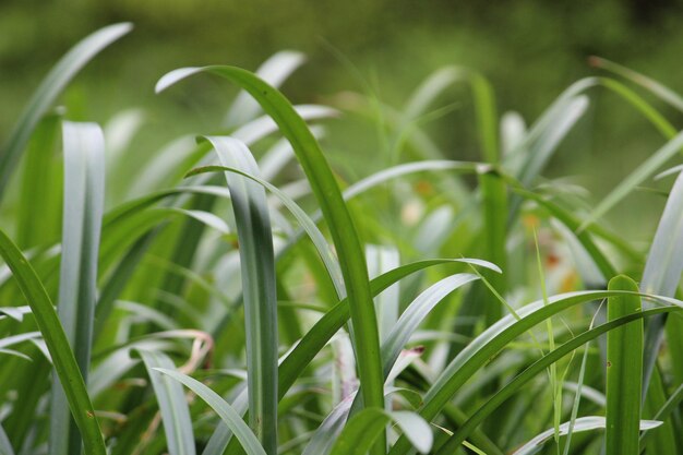 Close-up of fresh green grass in field