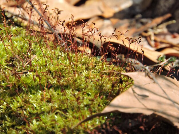 Close-up of fresh green grass in field