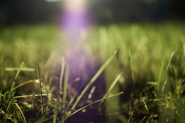 Foto prossimo piano dell'erba verde fresca nel campo