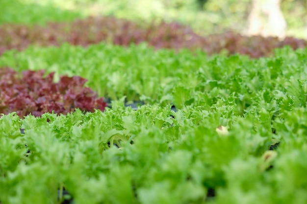 Close-up of fresh green grass in field