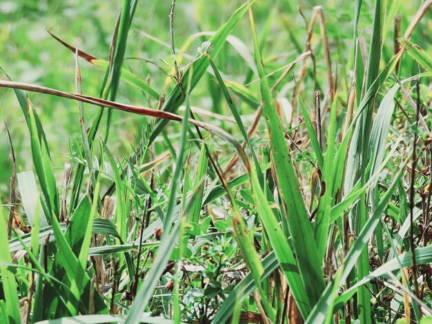 Close-up of fresh green grass in field