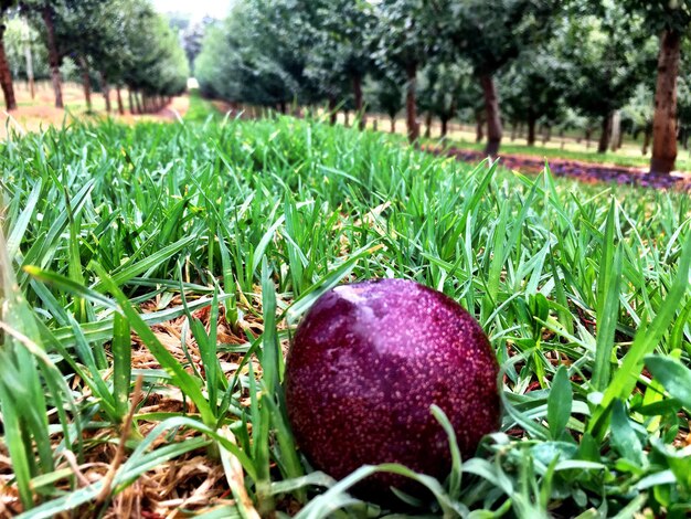 Foto prossimo piano dell'erba verde fresca nel campo