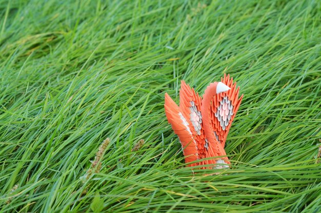 Photo close-up of fresh green grass in field