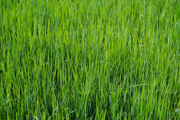 Close up on fresh green grass texture