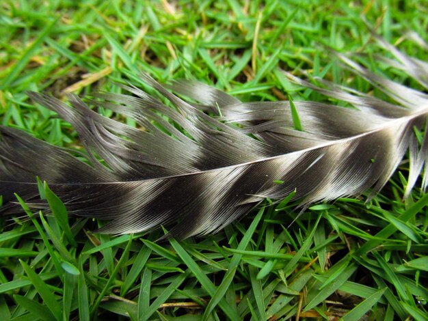 Photo close-up of fresh green grass